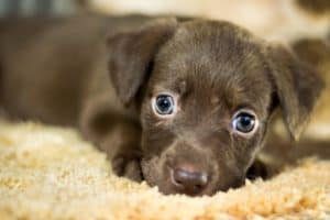 Creature Courage: Find out about how to get over the fear of Dogs,  Cynophobia | Creature Courage