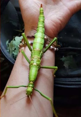 Creature Courage and British Heart Foundation Sky News