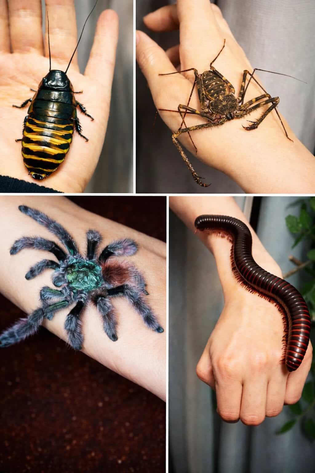 Invertebrates Animal Encounter Educational Workshops Creature Courage Invertebrates Animal Encounter Educational Workshops Creature Courage