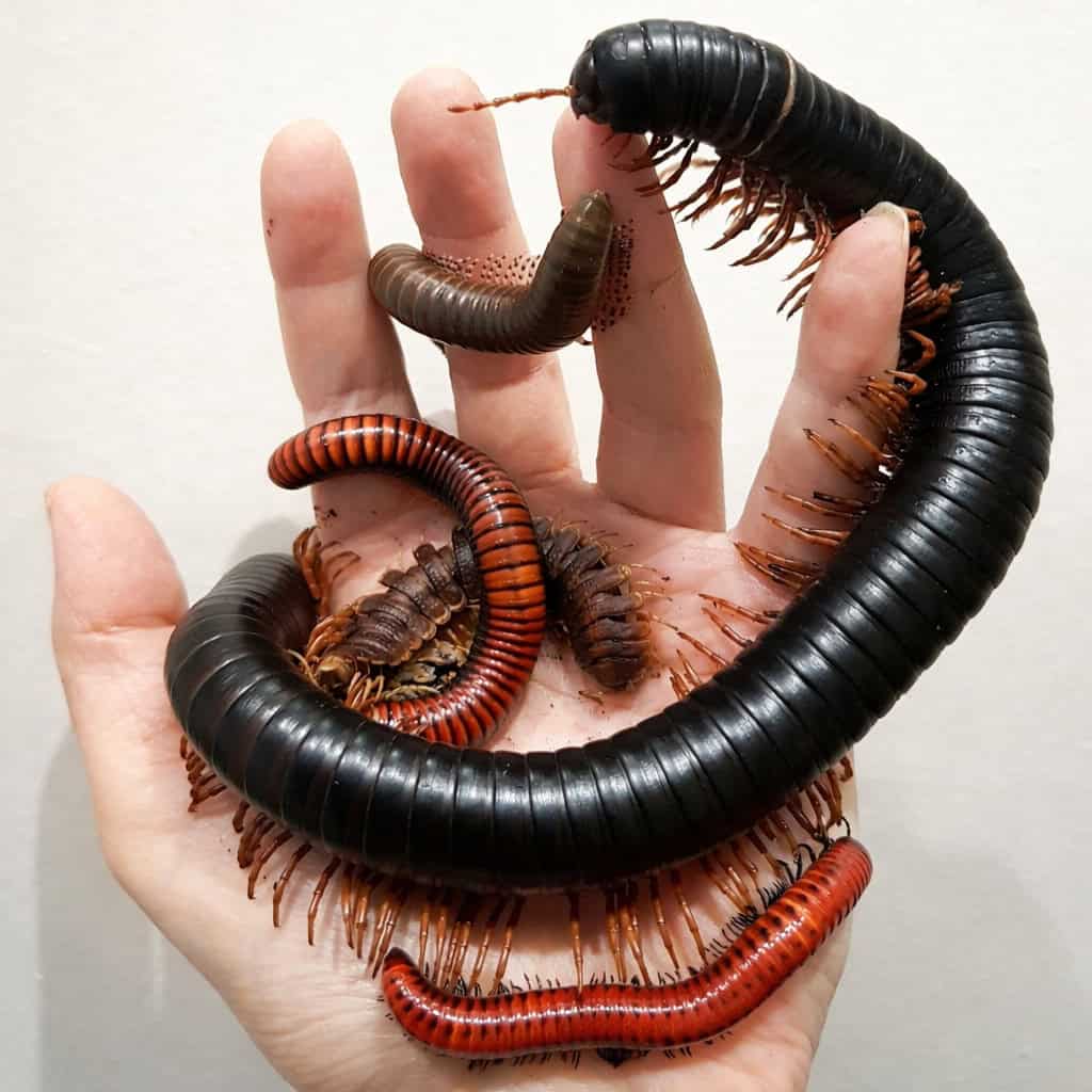 Millipeds Student Anxiety Workshop Creature Courage